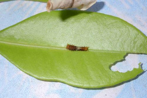 Papilio demoleus